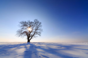 Tree in the change of the seasons, winters, sun, heaven, field, scenery, Germany, Bavaria, Allgäu, Mauerstetten, back light, silhouette Tree in the change of the seasons, winters, sun, heaven, field, scenery, Germany, Bavaria, Allgäu, Mauerstetten, back light, silhouette