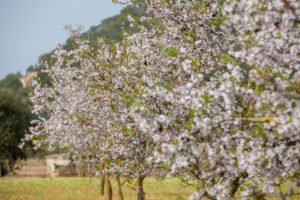 almond blossom on Majorca, Spain, Majorca, the Balearic Islands, Balearic islands, spring, blossom almond blossom on Majorca, Spain, Majorca, the Balearic Islands, Balearic islands, spring, blossom