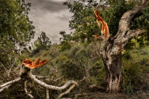 Olive Tree, cracked branch, Spain, Mallorca, Balearic Islands, landscape, nature, vegetation, spring, Olive Tree, Tree, Branch, broken, color Olive Tree, cracked branch, Spain, Mallorca, Balearic Islands, landscape, nature, vegetation, spring, Olive Tree, Tree, Branch, broken, color