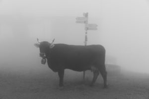 Cow, fog, signpost, alp Nova, fog, Austria, Cow, fog, signpost, alp Nova, fog, Austria,