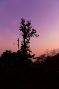 Tropical rainforest on the Gulung Raja, the highest mountain on Lankawi, Malaysia, break of dawn, morning, early, sunrise Tropical rainforest on the Gulung Raja, the highest mountain on Lankawi, Malaysia, break of dawn, morning, early, sunrise