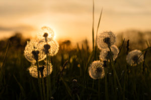 Dandelion meadow in the sundown, Bavaria, Allgäu, Irsee, sundown, evening Dandelion meadow in the sundown, Bavaria, Allgäu, Irsee, sundown, evening