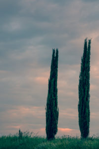 Cypresses at daybreak, Italy, Tuscany, Montalcino, scenery, Tuscan, typic Cypresses at daybreak, Italy, Tuscany, Montalcino, scenery, Tuscan, typic