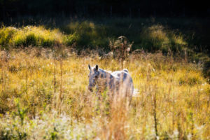 Horse on a summer meadow, Shagya, Arab, Horse on a summer meadow, Shagya, Arab,