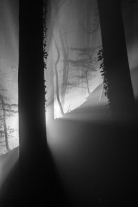 Winter forest illuminated with headlights at night, Germany, Bavaria, Allgaeu, Irsee, forest, coniferous forest, spruce, tree Winter forest illuminated with headlights at night, Germany, Bavaria, Allgaeu, Irsee, forest, coniferous forest, spruce, tree