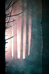 Winter forest illuminated with headlights at night, Germany, Bavaria, Allgaeu, Irsee, forest, coniferous forest, spruce, tree Winter forest illuminated with headlights at night, Germany, Bavaria, Allgaeu, Irsee, forest, coniferous forest, spruce, tree