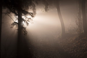 Winter forest by night, illuminated with spotlight, Germany, Bavaria, Allgäu, Irsee, forest, coniferous forest, spruce, tree Winter forest by night, illuminated with spotlight, Germany, Bavaria, Allgäu, Irsee, forest, coniferous forest, spruce, tree