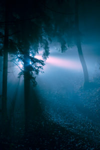 Winter forest illuminated with headlights at night, Germany, Bavaria, Allgaeu, Irsee, forest, coniferous forest, spruce, tree Winter forest illuminated with headlights at night, Germany, Bavaria, Allgaeu, Irsee, forest, coniferous forest, spruce, tree