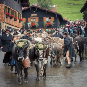Viehscheid in Gunzesried near Sonthofen in the Allgäu Viehscheid in Gunzesried near Sonthofen in the Allgäu
