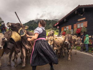 Viehscheid in Gunzesried near Sonthofen in the Allgäu Viehscheid in Gunzesried near Sonthofen in the Allgäu
