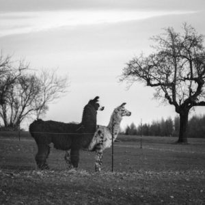 Llamas on llama farm Kaufbeuren in winter, Bavaria, Allgaeu, llama, llamas Llamas on llama farm Kaufbeuren in winter, Bavaria, Allgaeu, llama, llamas