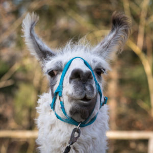 Llama farm Kaufbeuren, llama, Portrait, Llama farm Kaufbeuren, llama, Portrait,