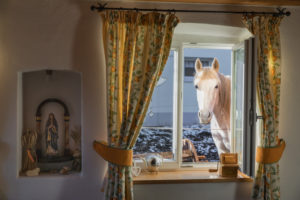 Shagya Arabian horse looking for breakfast in the kitchen of a farm, Germany, Bavaria Shagya Arabian horse looking for breakfast in the kitchen of a farm, Germany, Bavaria