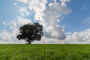 Tree through the seasons: summer Tree through the seasons: summer