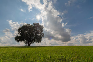 Tree through the seasons: summer Tree through the seasons: summer