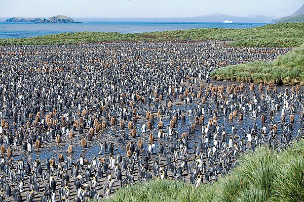 Bildagentur | Mauritius Images | Colony Of King Penguins (Aptenodytes  Patagonicus), Salisbury Plain, South Georgia