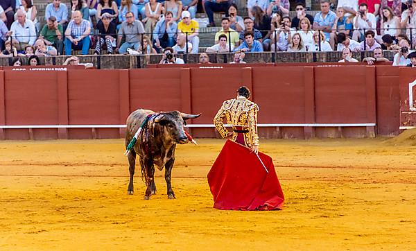 Bull fighting, torero leaping over bull. Bull has barbs banderillas,  embedded shoulder from Tercio