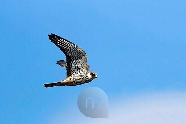 Osprey, Haliaetus pandion, also known as a sea hawk, fish eagle, sea hawk,  river hawk, and fish hawk . ” is a diurnal, fish-eating bird of prey. This   - SuperStock