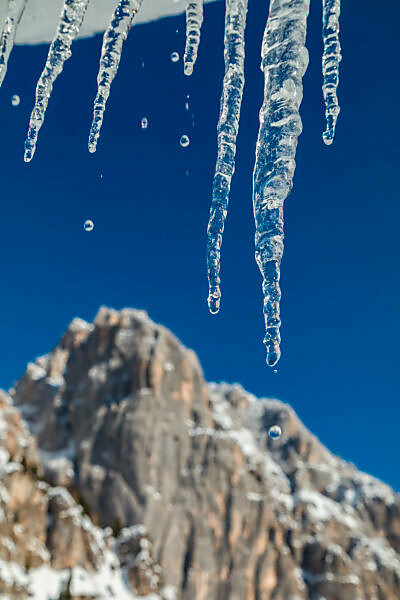 hanging icicles towards a blue sky, in the background la croda granda, group of pale di san martino, dolomites, belluno, veneto, italy