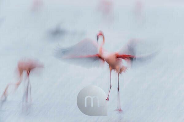 Bildagentur | mauritius images | European Flamingo, Greater Flamingo,  Phoenicopterus roseus, at Dawn in Flight, Long Exposure,  Saintes-Maries-de-la-Mer, Parc naturel régional de Camargue, Languedoc  Roussillon, France