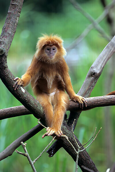 Thailand, dusky leaf monkey eating fruits from a tree - SuperStock