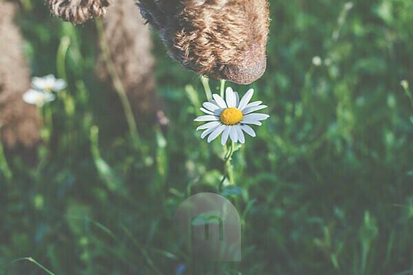 Bildagentur Mauritius Images A Dog A Poodle Smells A Daisy Flower Spring The Garden Blooms In The Sunlight