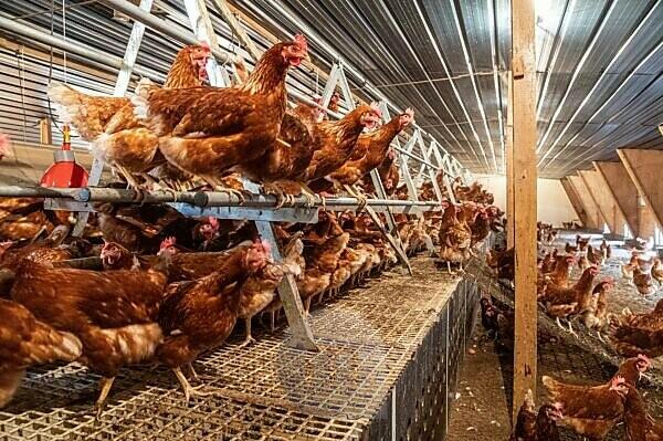 What Is a Free-Range Chicken Farm & How Does It Work? - GenV