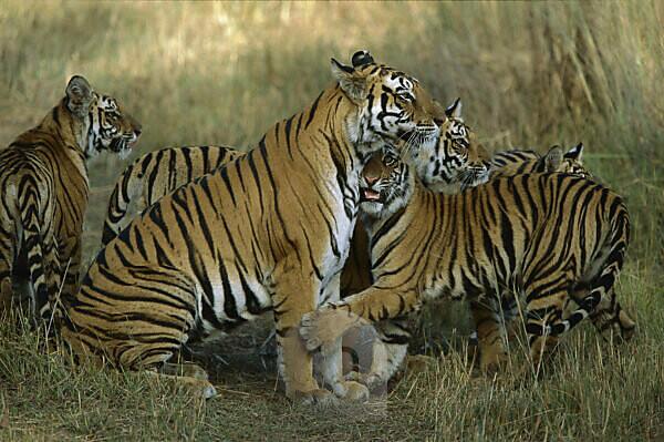 Stock photo of Bengal tiger (Panthera tigris tigris) 11 month cubs play  fighting. Available for sale on