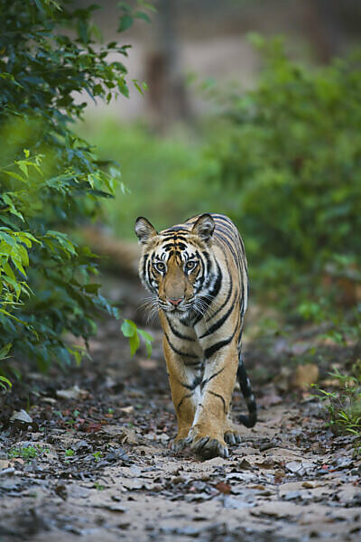 Emerald Forest Tiger Jungle Cat Digital Art by Maximus Designs