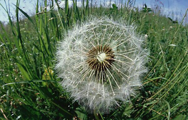 Bildagentur | mauritius images ready seeds, is as invasive a to officinale) into America North weed green | Dandelion now salad introduced Germany, release its (Taraxacum