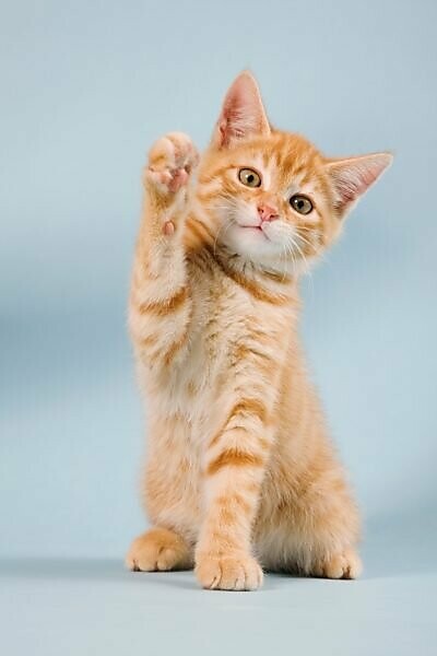 Kitten waving clearance