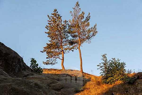 Bildagentur Mauritius Images Germany Saxony Anhalt Timmenrode Pines Hamburg Coat Of Arms Teufelsmauer Sunrise Harz Unesco Global Geopark