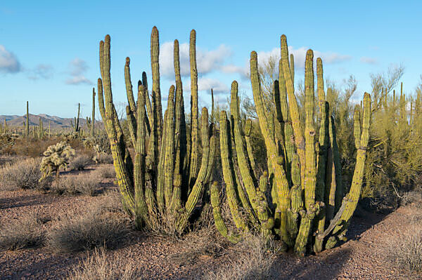 Bildagentur Mauritius Images Organ Pipe Cactus Stenocereu Thurberi From Organ Pipe Cactus National Monument Southern Arizona