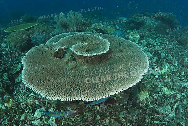 Table coral (Acropora sp.) formations on shallow reef top