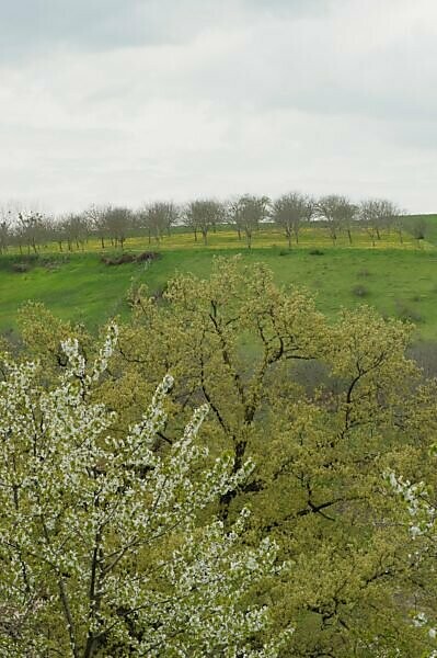 Orchard