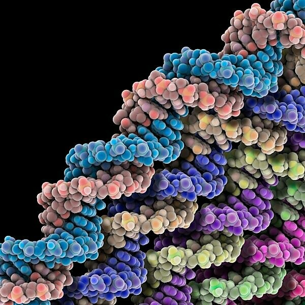 DNA molecules Molecular models of DNA (deoxyribonucleic acid)