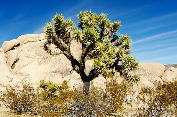 Bildagentur | mauritius images | Palmlilie vor schroffem Felsen im Joshua  Tree NP