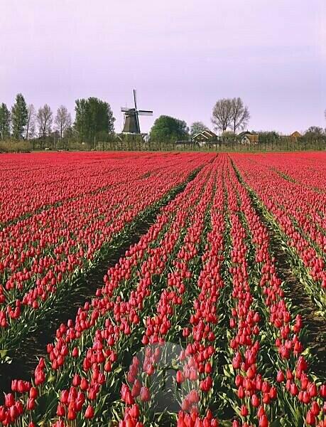 Bildagentur Mauritius Images Netherlands North Holland Hoorn Tulip Field Windmill Holland Economy Agriculture Field Flower Field Tulips Red Cultivation Cut Flowers Plants Nature Blossoms Bloom Blossom