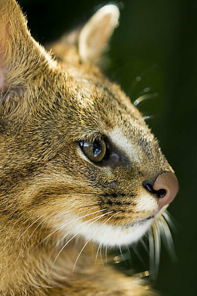 Bildagentur Mauritius Images Pampas Cat Leopardus Colocolo Portrait Cerrado Ecosystem Brazil