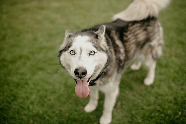 Husky puppy outlet panting