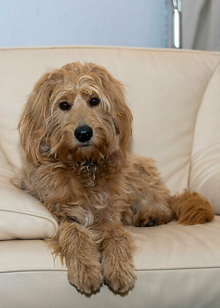 Golden miniature outlet poodle