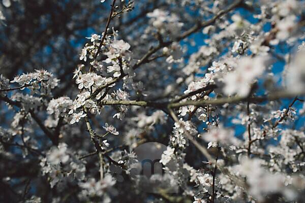 Bildagentur Mauritius Images Close Up Of Cherry Blossom Tree During Winter