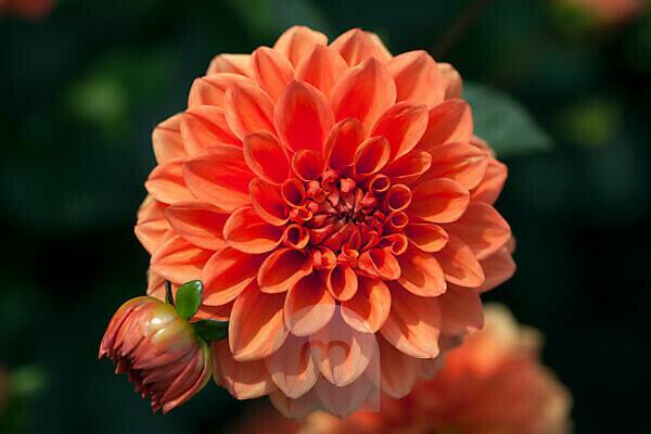 Bildagentur | mauritius images | DAHLIA 'ORANGE NUGGET'