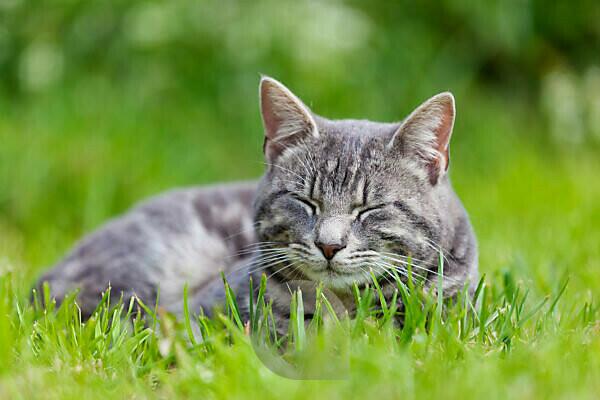 Bildagentur Mauritius Images Gray Tabby Cat Lies In The Grass