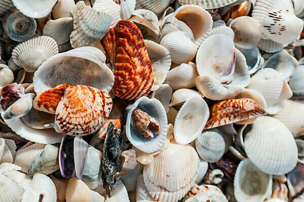 Sea shells, Hebrides, Scotland, United Kingdom, Europe