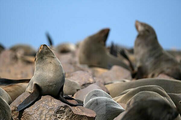 Cape Cross, Namibia - Men Fishing at Seal reserve Cape Fur Seals