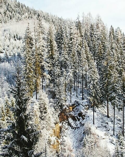 bildagentur mauritius images snow covered trees in forest