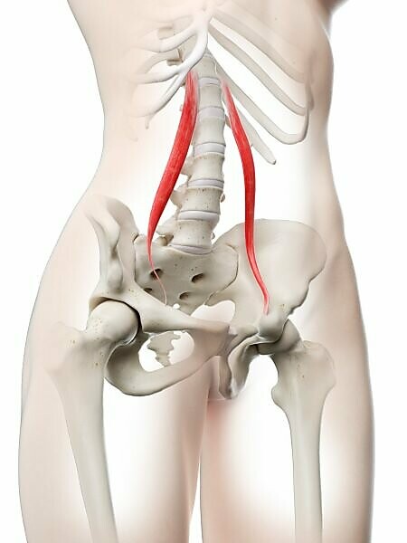 Tensor Fascia Lata Muscle by Sebastian Kaulitzki/science Photo Library