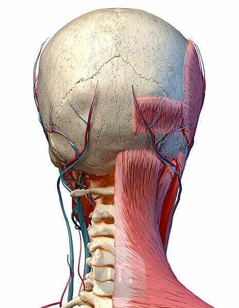 Rear View Of Male And Female Muscles Photograph by Leonello Calvetti -  Pixels