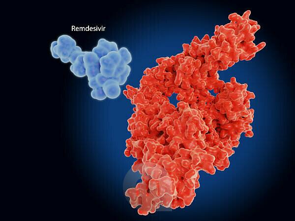 Modèles moléculaires du médicament analogue nucléotidique remdesivir et de sa cible, l’enzyme ARN polymérase (acide ribonucléique) dépendante de l’ARN (RdRp, rouge) du coronavirus SARS-CoV-2. Le virus est apparu à Wuhan, en Chine, en décembre 2019, et provoque une maladie respiratoire bénigne (covid-19) qui peut évoluer en pneumonie et être mortelle dans certains cas. RdRp catalyse la réplication de l’ARN (le génome viral) à partir d’un modèle d’ARN et constitue une cible prometteuse pour le traitement du Covid-19.